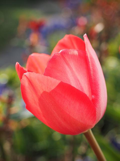 tulip-g2a837b470_640